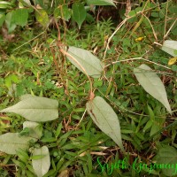 Aristolochia indica L.